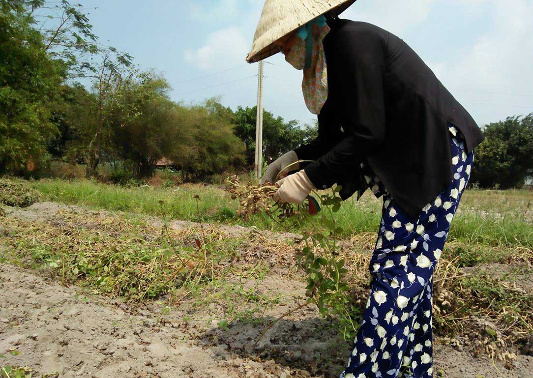 Người dân huyện Đức Hòa chủ động được sản xuất nhờ nguồn nước tưới từ thủy lợi Phước Hòa