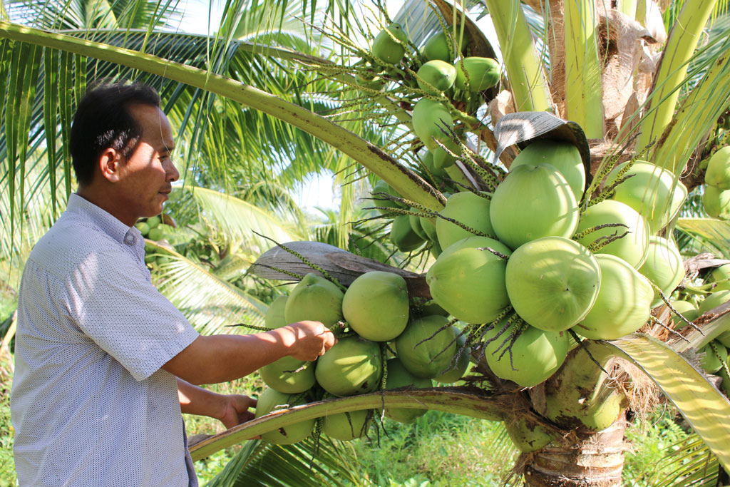 Bình quân mỗi tuần anh Phi bán từ 400- 500 trái dừa xiêm dứa thu nhập từ 4-5 triệu đồng