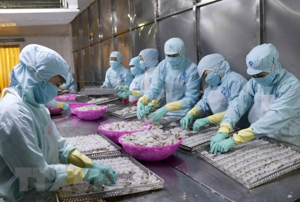 Xuất khẩu hải sản sang EU bị tác động mạnh bởi "thẻ vàng" IUU Dây chuyền sản xuất tôm xuất khẩu. (Ảnh: Kim Há/TTXVN)