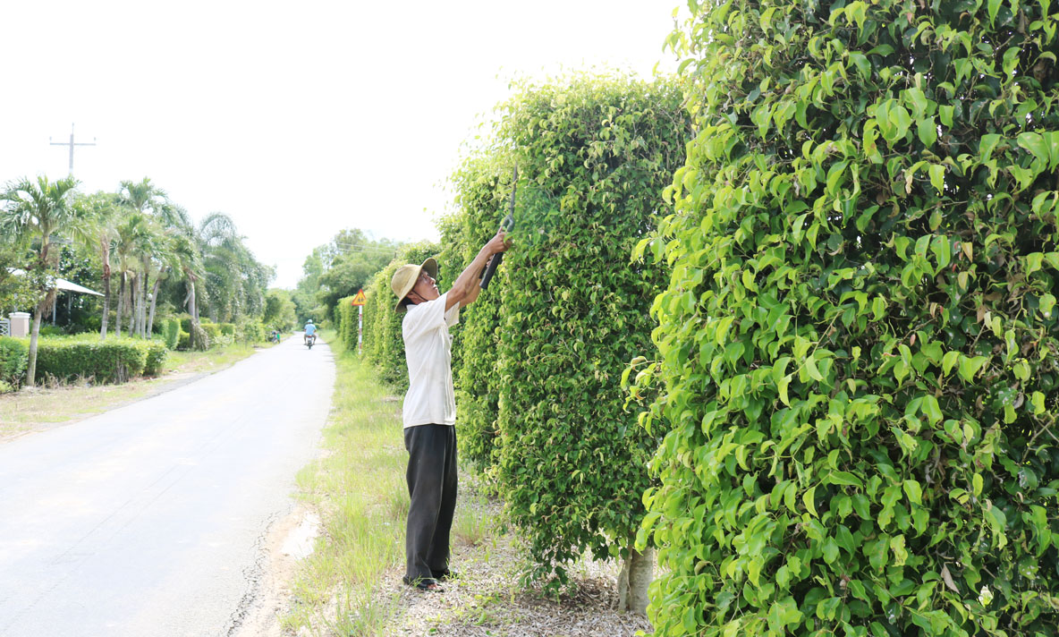 Người dân chung tay xây dựng, bảo vệ môi trường (Trong ảnh: Người dân trồng cây xanh, góp phần cải thiện cảnh quan, môi trường tại xã Tuyên Thạnh, thị xã Kiến Tường)