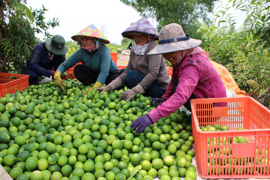 Toàn tỉnh hiện có gần 400.000 nông dân sản xuất, kinh doanh giỏi các cấp