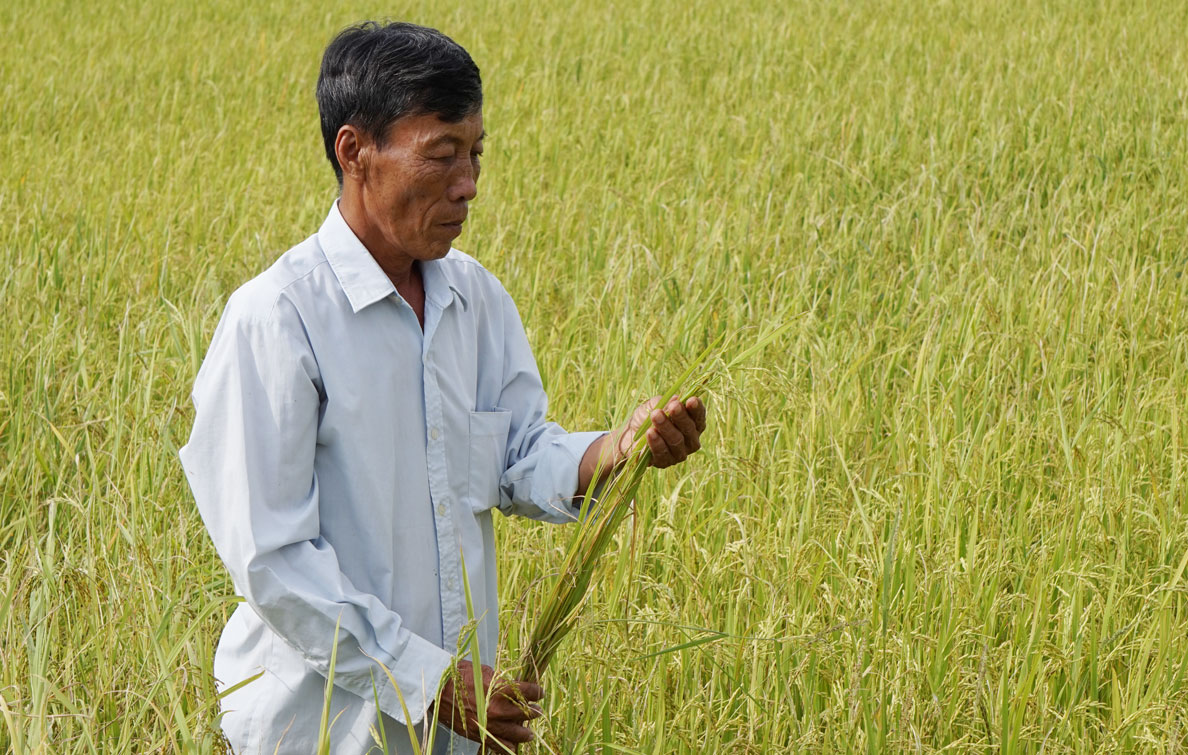 Nhờ được hỗ trợ kỹ thuật, việc sản xuất lúa của người dân ngày càng thuận lợi, năng suất đạt từ 5 đến 8-9 tấn/ha/vụ