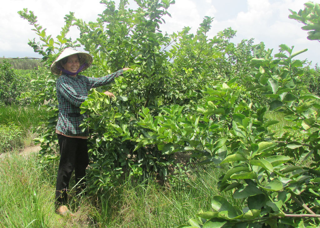 Chuyển đổi từ cây lúa sang trồng chanh,…mang lại hiệu quả kinh tế cao