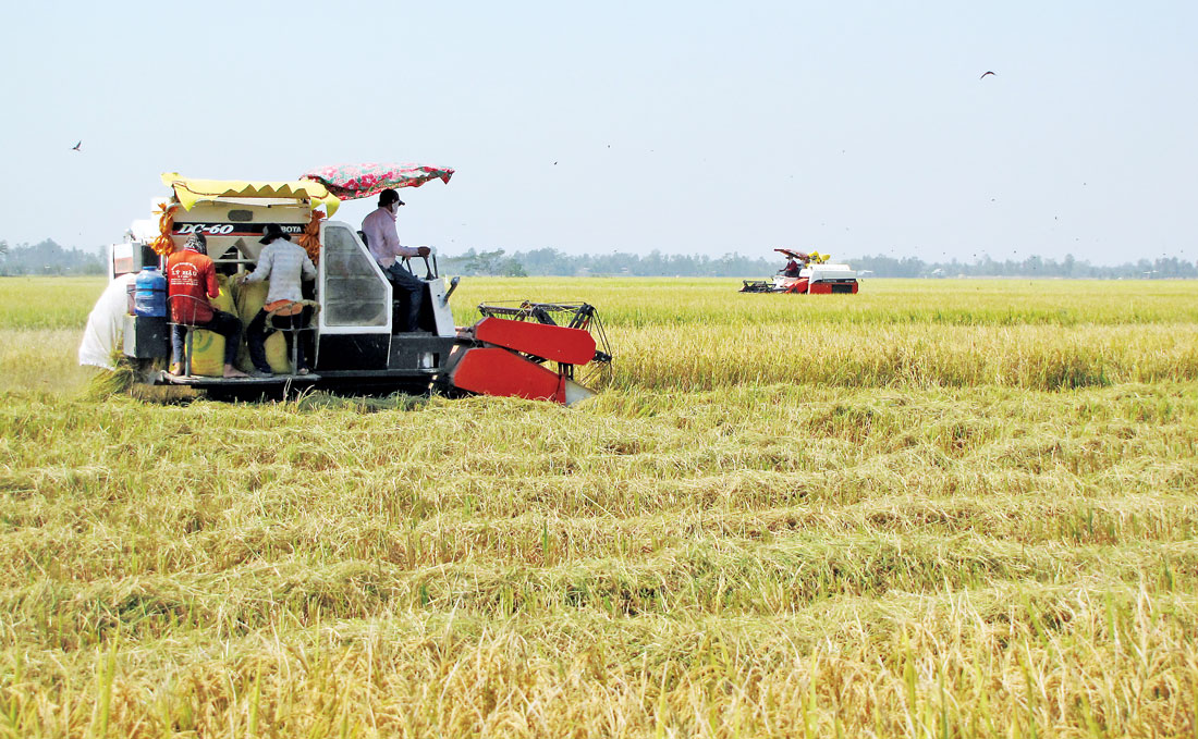 Huyện thực hiện vùng chuyên canh lúa chất lượng cao gần 1.100ha