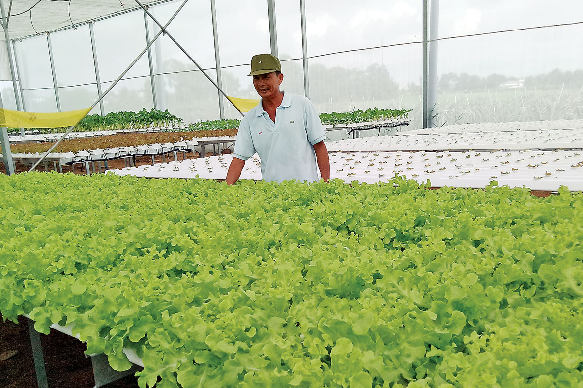 Nông dân Tân An đầu tư trồng rau ứng dụng  công nghệ cao