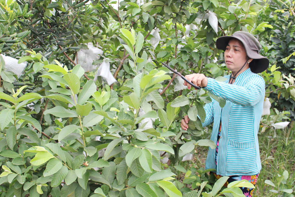 Trồng ổi xen canh bưởi da xanh mang lại lợi nhuận cao