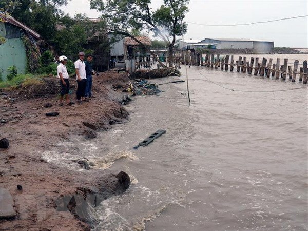 Bờ biển khu vực Tiểu Dừa, xã Vân Khánh Tây (An Minh, Kiên Giang) sạt lở đặc biệt nguy hiểm. (Ảnh: Lê Huy Hải/TTXVN)