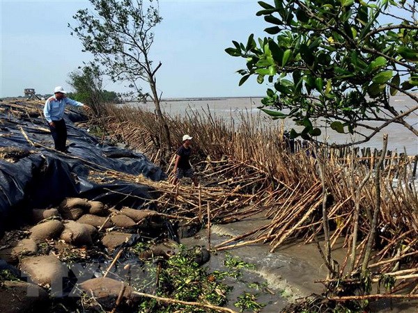 Đoạn sạt lở đặc biệt nghiêm trọng bờ biển tại khu vực cửa biển Rạch Gốc, huyện Ngọc Hiển, tỉnh Cà Mau. (Ảnh: TTXVN phát)