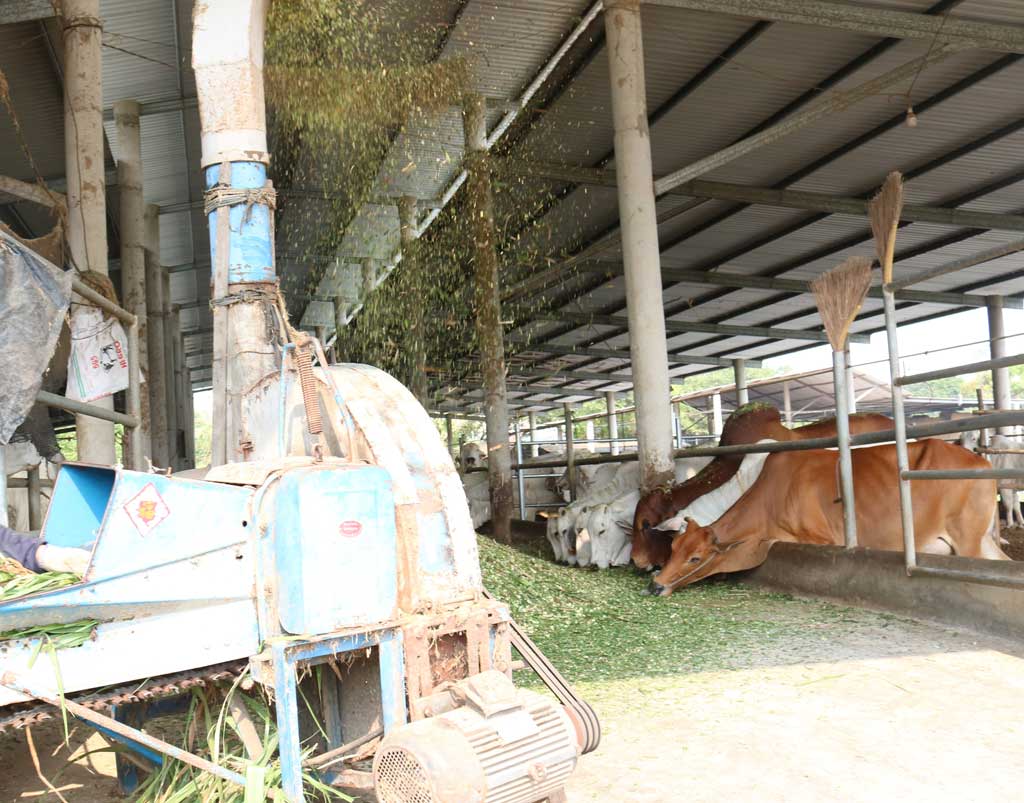 Tỉnh hỗ trợ trên 70 trang thiết bị phục vụ chăn nuôi bò ứng dụng công nghệ cao cho 5 tổ hợp tác, hợp tác xã tại hai huyện Đức Hòa, Đức Huệ