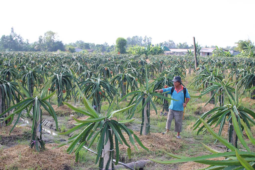 Các hợp tác xã nông nghiệp ngày càng quan tâm ứng dụng công nghệ cao vào sản xuất