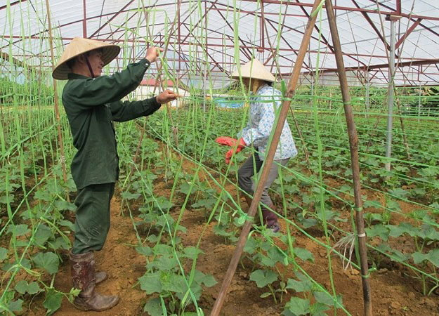 Hợp tác xã phải là hạt nhân trong sản xuất ứng dụng công nghệ cao Các hợp tác xã ứng dụng công nghệ cao vào sản xuất mang lại hiệu quả kinh tế cao