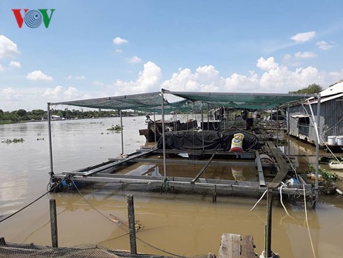 Đàn cá bị chết hàng loạt, ngư dân bỏ trống lồng, bè.