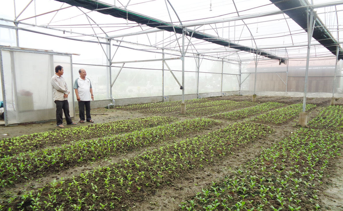 Mô hình trồng rau trong nhà lưới mang lại thu nhập cao cho nông dân