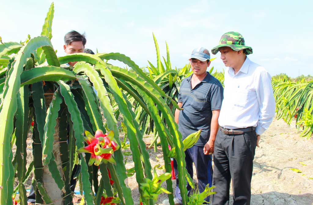 Bí thư Huyện ủy Cần Đước - Nguyễn Việt Cường (bìa phải) thăm mô hình trồng thanh long ruột đỏ tại nhà ông Lê Minh Đức, ngụ ấp 4, xã Phước Tuy