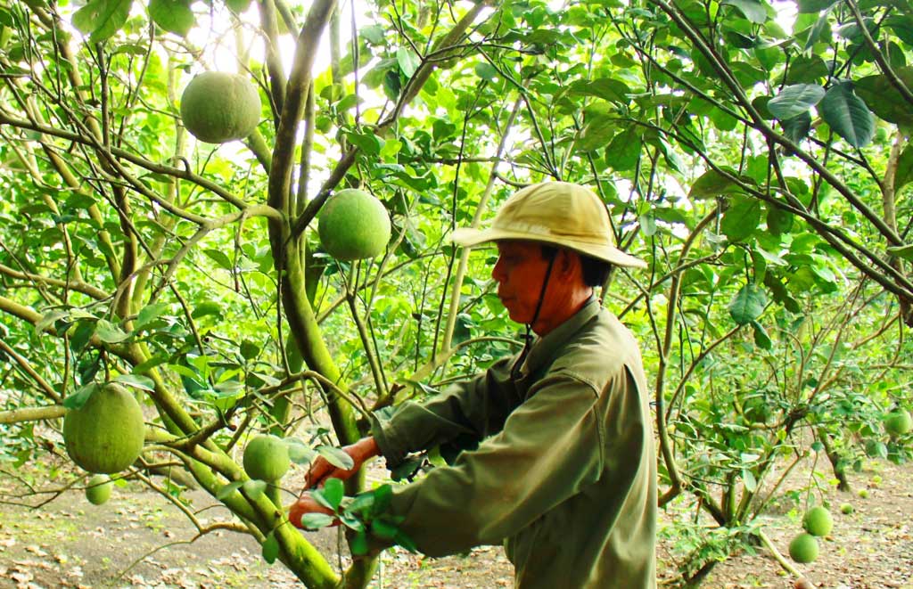 Một số nông dân huyện Cần Đước mạnh dạn chuyển sang trồng bưởi da xanh