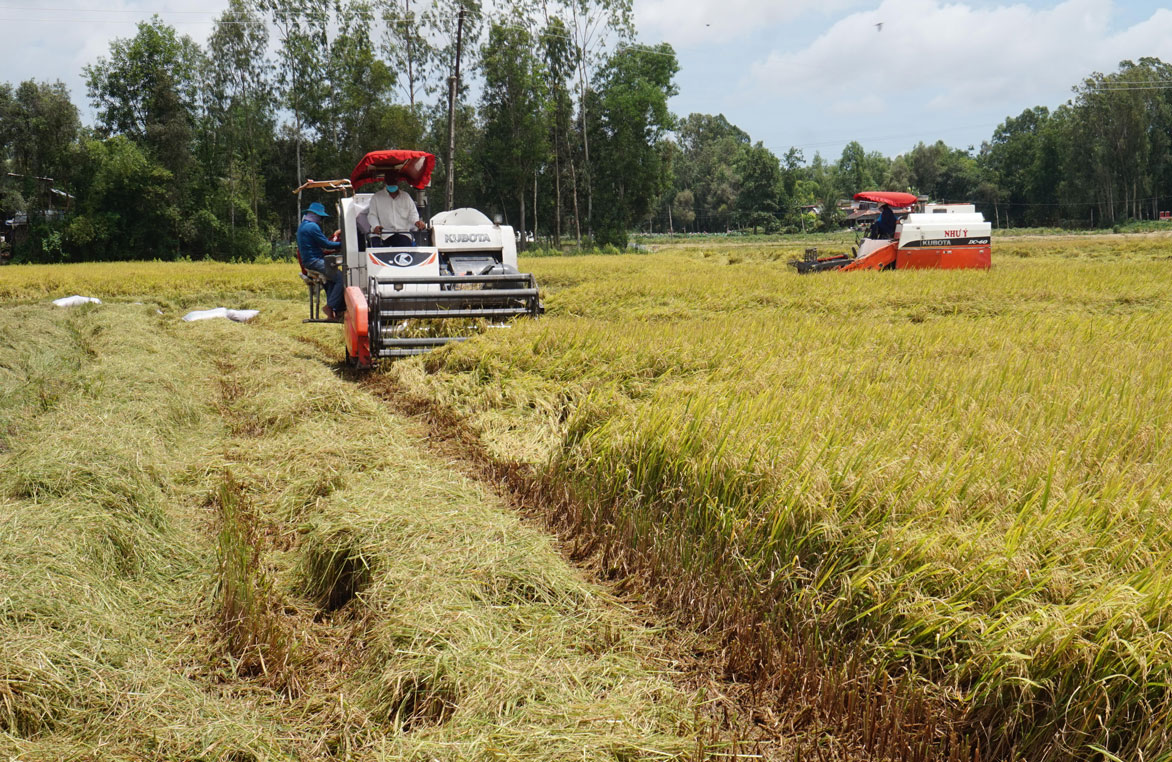 Nông dân ứng dụng cơ giới hóa vào sản xuất lúa 