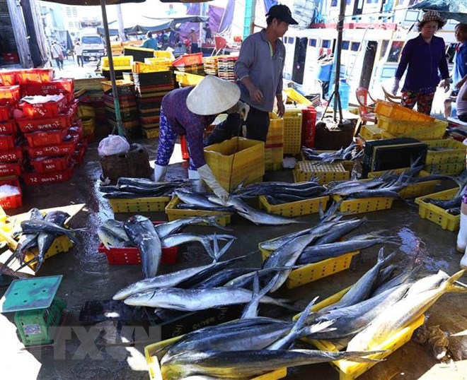 Cá ngừ dọc dưa được chuyển về nhà máy để chế biến tại cảng cá Quy Nhơn. (Ảnh: Vũ Sinh/TTXVN)