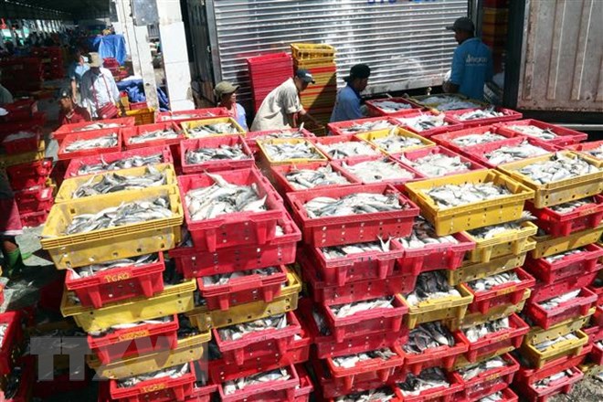 EC áp thẻ vàng: Cơ hội để Việt Nam phát triển nghề cá bền vững Tập kết thủy sản tại Cảng cá Tắc Cậu, Kiên Giang. (Ảnh: Lê Sen/TTXVN)