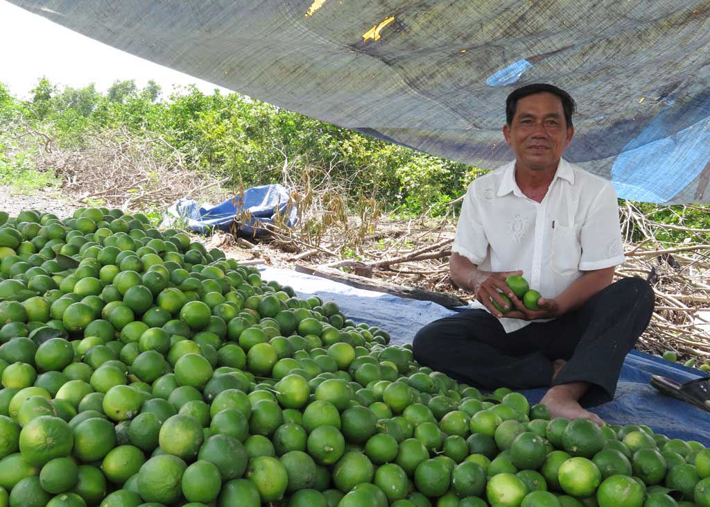 Ông Phạm Văn Phương bên sản phẩm chanh của mình