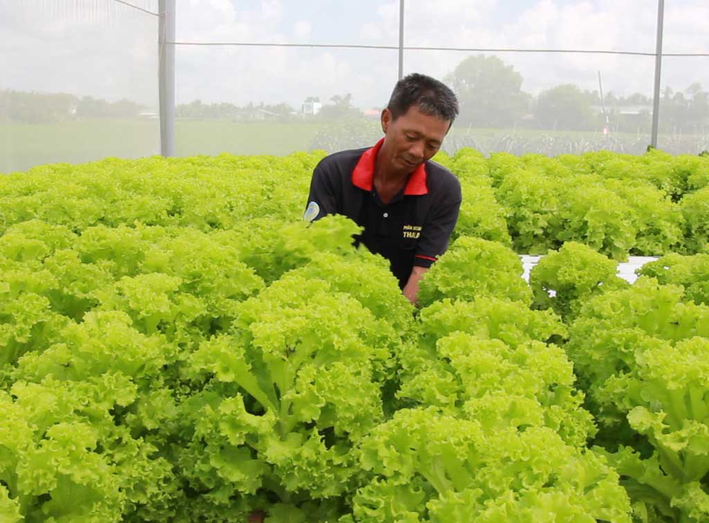 Bài cuối: Để hợp tác xã kiểu mới phát triển bền vững