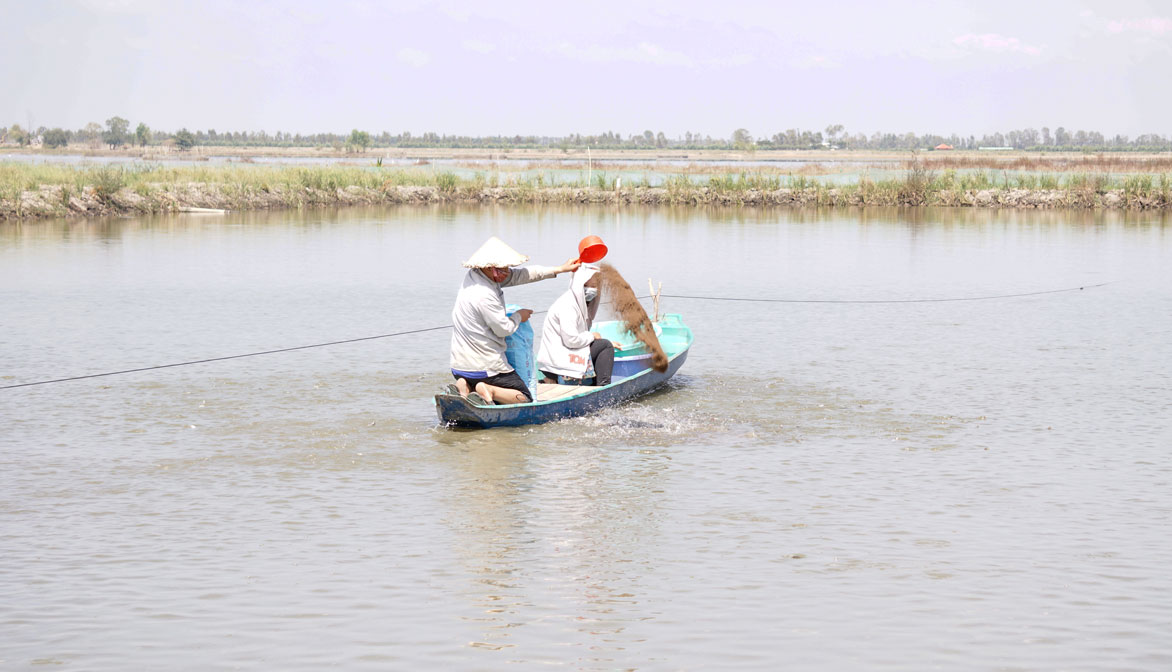 Do giá cá tra giống ở mức cao nên nhiều hộ dân tự ý chuyển đất sản xuất lúa sang nuôi cá