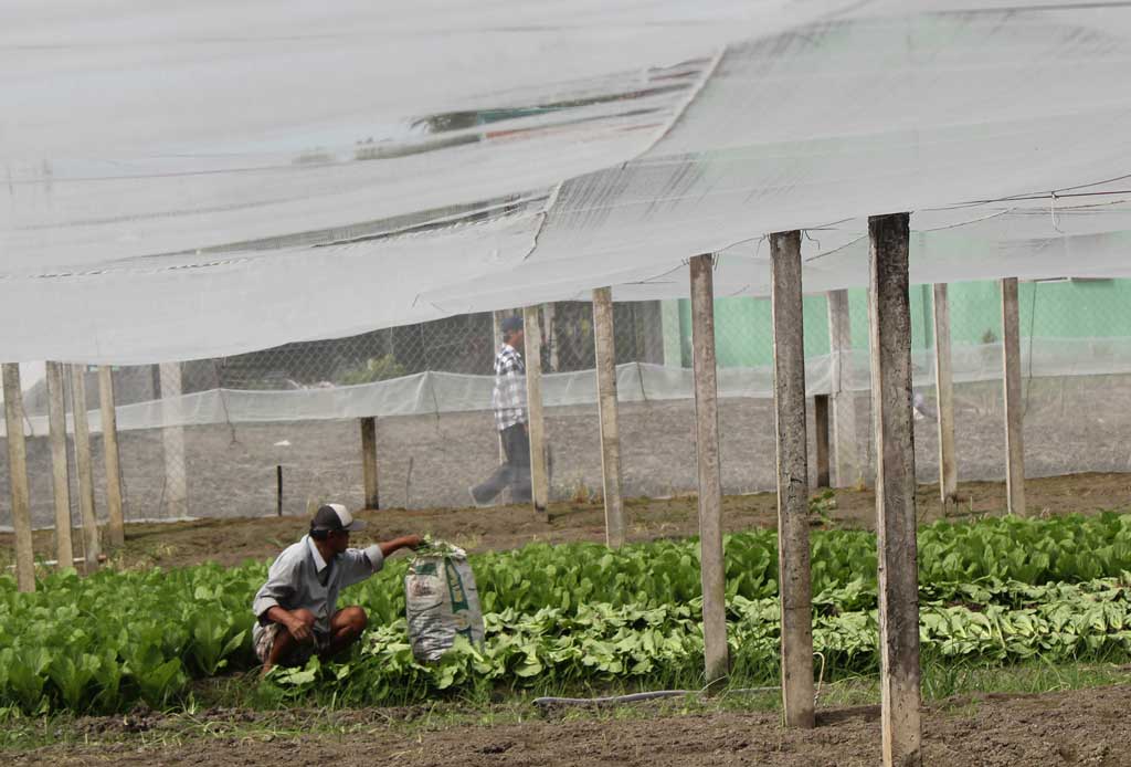 Nhiều diện tích đất lúa tại huyện Cần Giuộc được nông dân mạnh dạn chuyển sang trồng rau màu, thu nhập tăng đáng kể