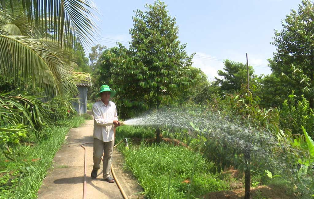 Hiện nay, ông Lâm Văn Đực chuyển dần sang trồng sầu riêng