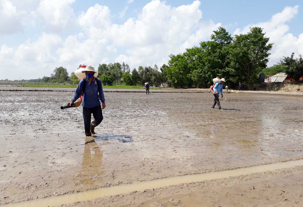 Nông dân cần xuống giống đúng lịch thời vụ cơ quan chuyên môn khuyến cáo