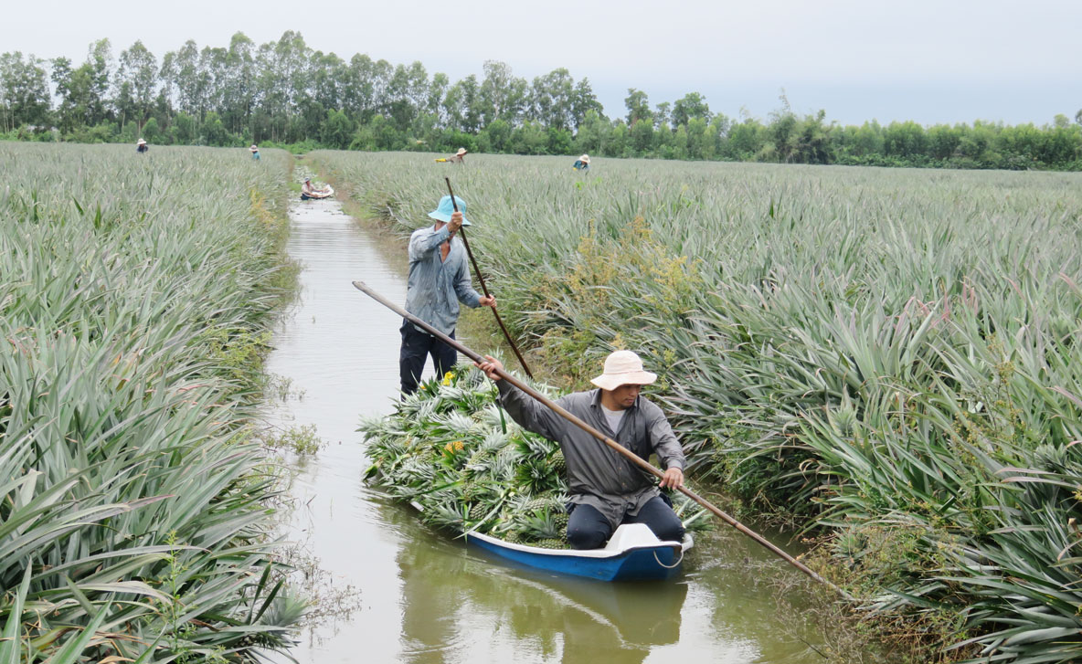 Nông dân thu hoạch khóm