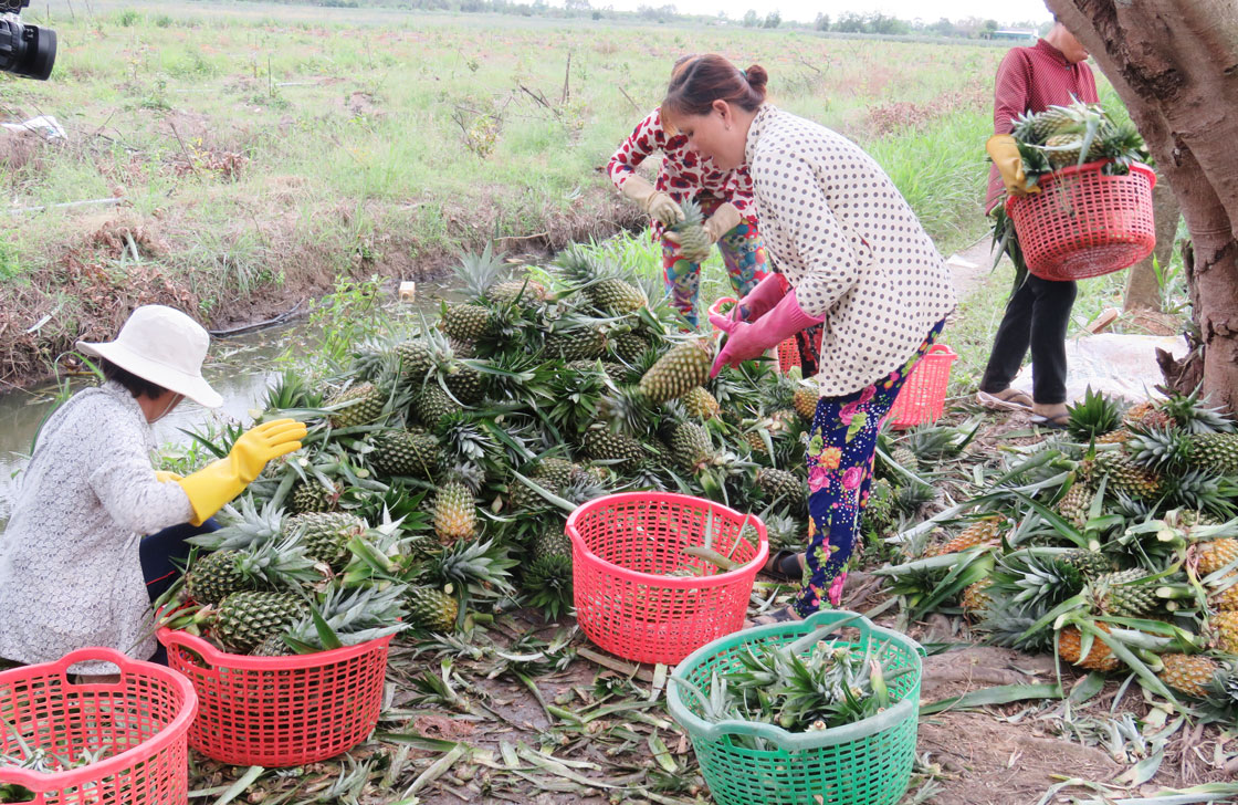 Giá khóm tăng, nông dân phấn khởi