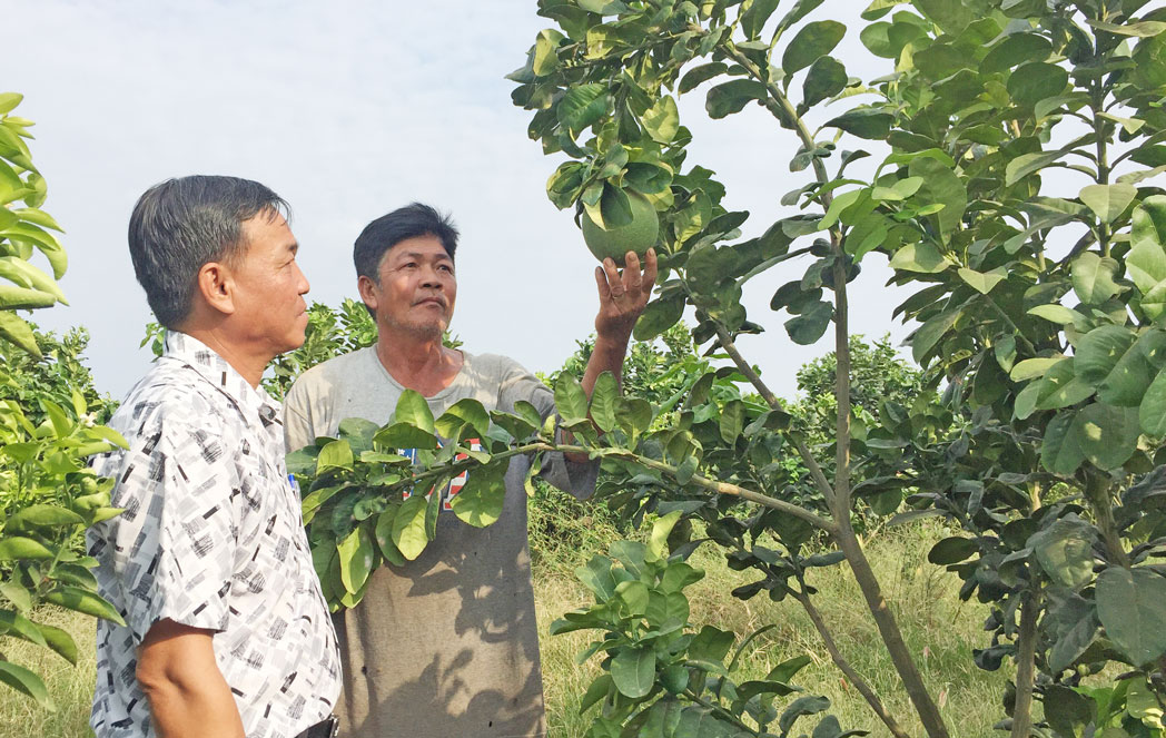 Chuyển đổi cây trồng phù hợp mang lại thu nhập cao cho nông dân Khánh Hưng
