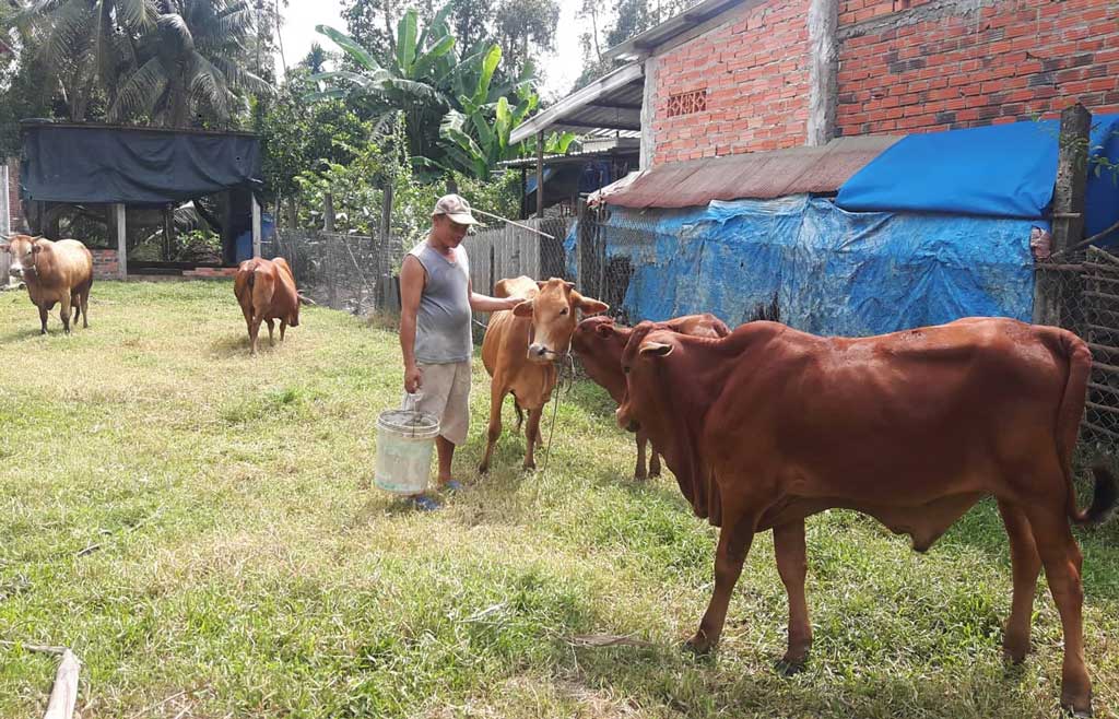 Ông Lê Minh Siếu bên đàn bò của gia đình