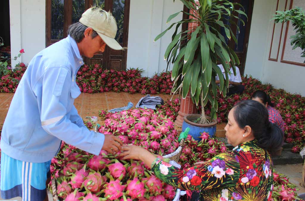 Thanh long Châu Thành hướng đến xuất khẩu sang các thị trường khó tính