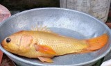 Phát hiện cá rô màu vàng óng lạ lẫm ở Kiến Tường