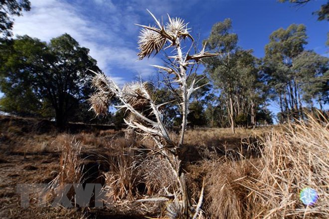 Cảnh khô hạn tại Duri, New South Wales, Australia. (Ảnh: AFP/TTXVN)