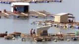 Ứng phó bão số 9: Phú Yên gấp rút sơ tán người trên các bè thủy sản