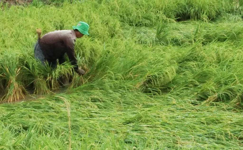 Hơn 2.300ha lúa bị ngập, ngã đổ do mưa, bão