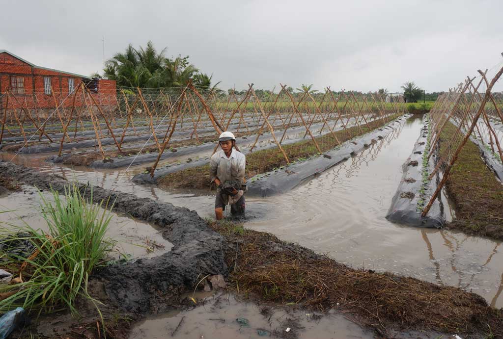 Hơn 2.300ha lúa bị ngập, ngã đổ do mưa, bão