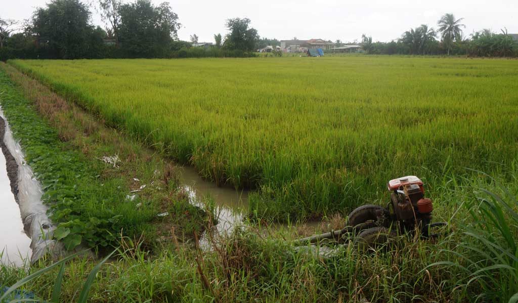 Hơn 2.300ha lúa bị ngập, ngã đổ do mưa, bão