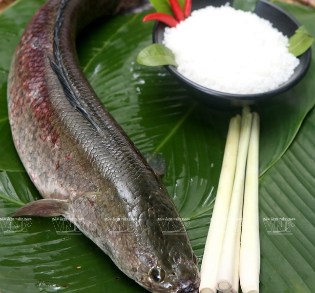 Nguyên liệu của món cá ''hóa thạch'' gồm cá quả, sả, lá chanh và muối.