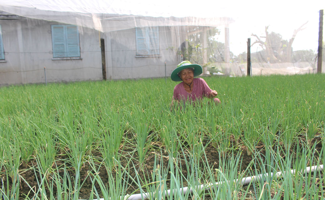 Nông dân xuống giống và chăm sóc và chăm sóc rau màu phục vụ tết