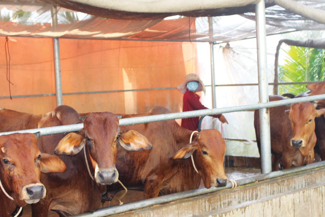 Mô hình chăn nuôi bò trên địa bàn xã Thái Bình Trung, Bình Tân mang lại hiệu quả cao
