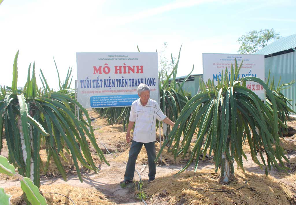 Hướng đến sản xuất thanh long ứng dụng công nghệ cao Nông dân sản xuất thanh long ứng dụng công nghệ cao đạt nhiều hiệu quả