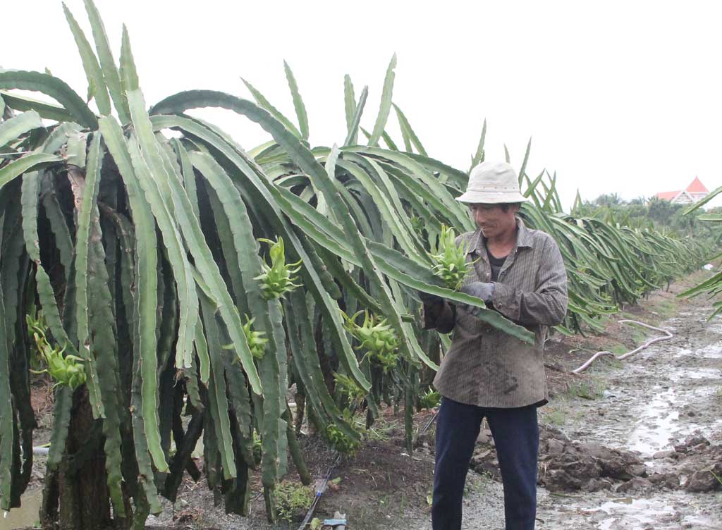 Hướng đến sản xuất thanh long ứng dụng công nghệ cao