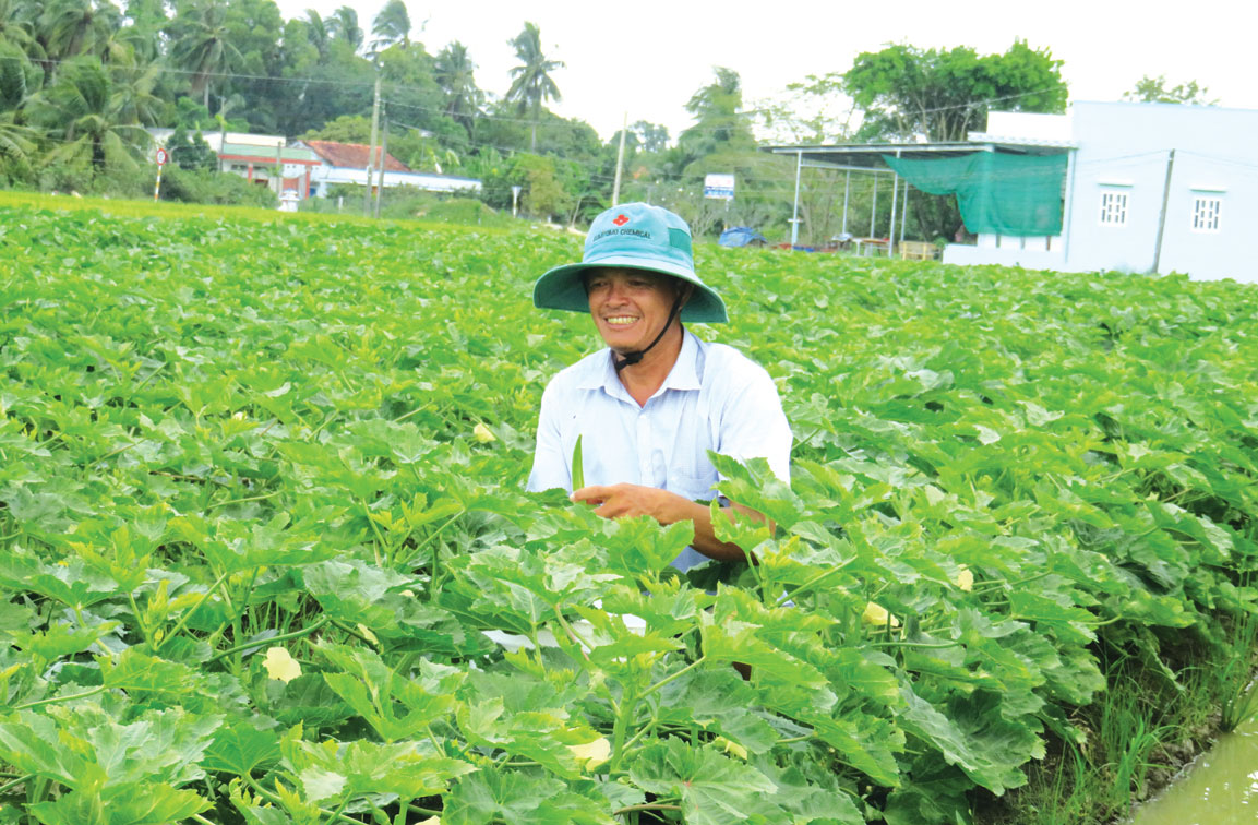 Anh Hồ Văn Tùng chăm sóc ruộng đậu bắp, nguồn thu nhập chính tạo kinh tế ổn định cho gia đình
