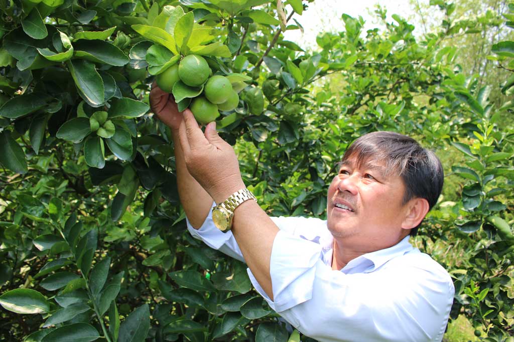 Kinh tế gia đình ông Phan Văn Sần ngày càng phát triển với mô hình trồng chanh không hạt