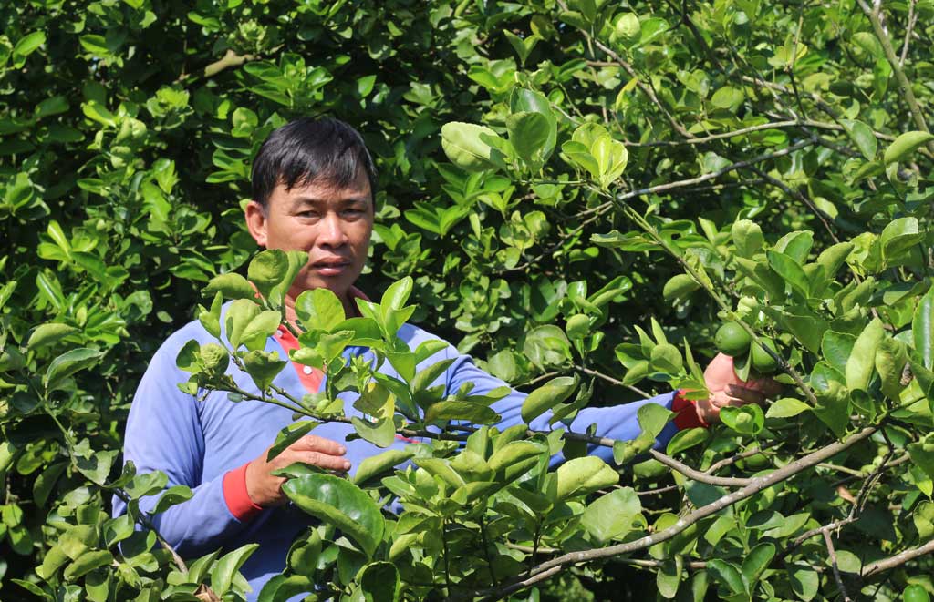nông dân sản xuất chanh theo chuẩn VietGap, GlobalGap để ổn định đầu ra sản phẩm