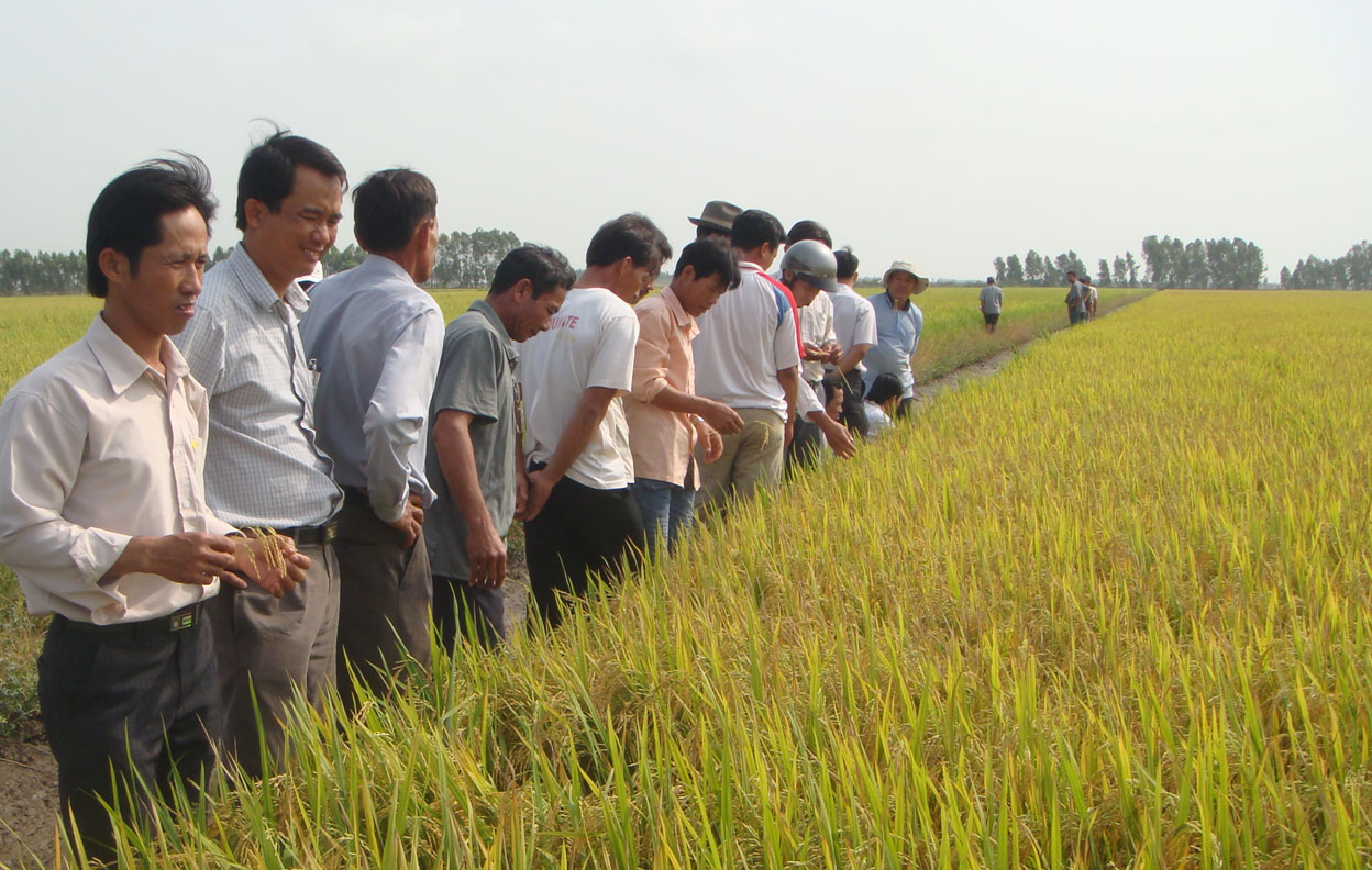 Tập trung phát triển vùng lúa chất lượng cao Tăng cường chuyển giao khoa học - kỹ thuật đến người dân trong vùng quy hoạch