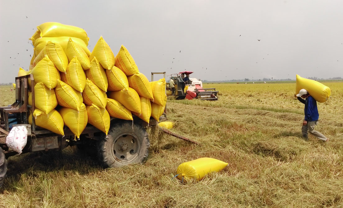 Tập trung phát triển vùng lúa chất lượng cao Đến năm 2018, sản lượng lúa chất lượng cao đạt 1,3 triệu tấn