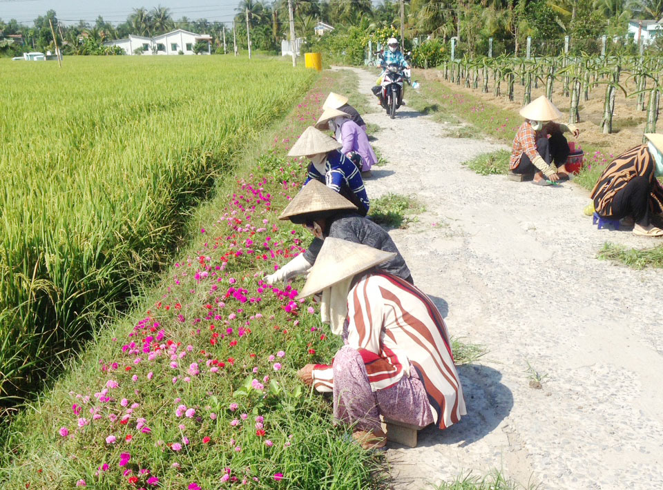 Hội viên phụ nữ làm cỏ, chăm sóc tuyến đường hoa Nguyễn Văn Ánh, ấp Bình Tây